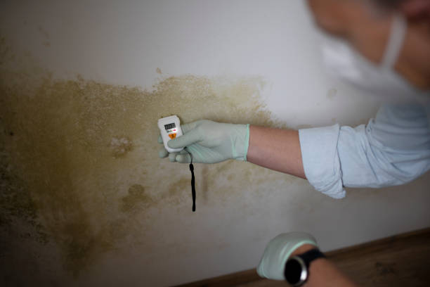 Best Bathroom Mold Remediation in Winter Park, FL
