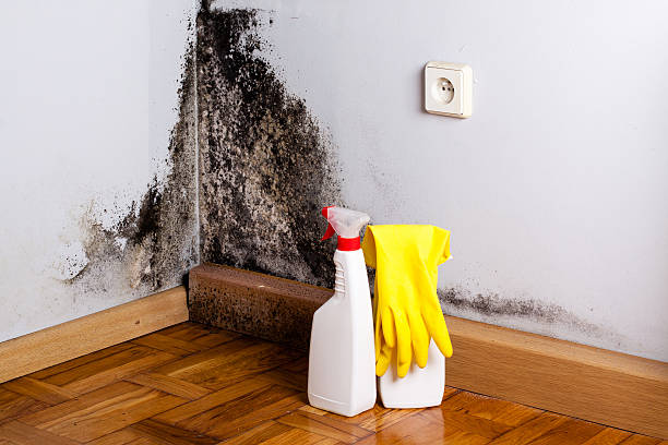 Best Health and Safety Mold Remediation in Winter Park, FL