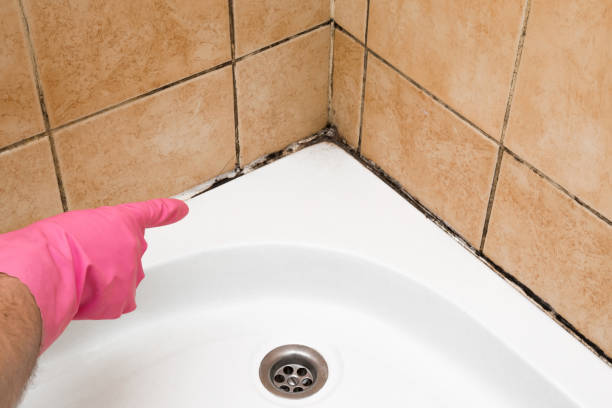 Best Commercial Mold Remediation in Winter Park, FL